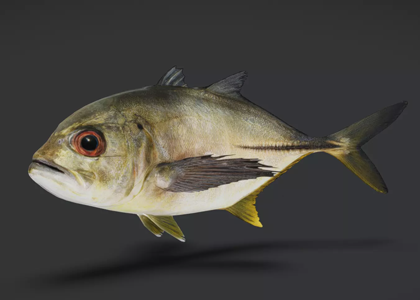 Giant Trevally Fish Animated 3D model_0