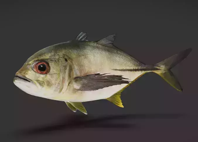 Giant Trevally Fish Animated 3D model