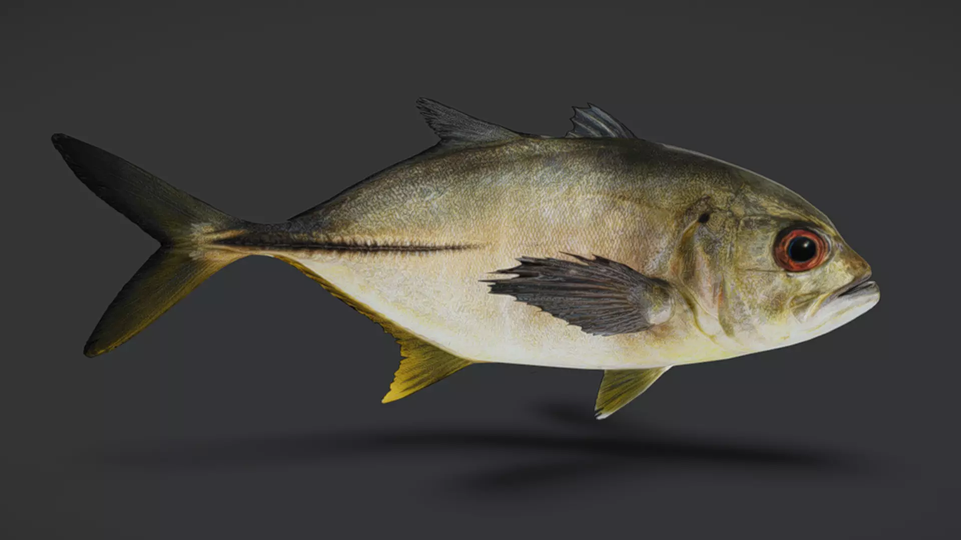 Giant Trevally Fish Animated 3D model_5
