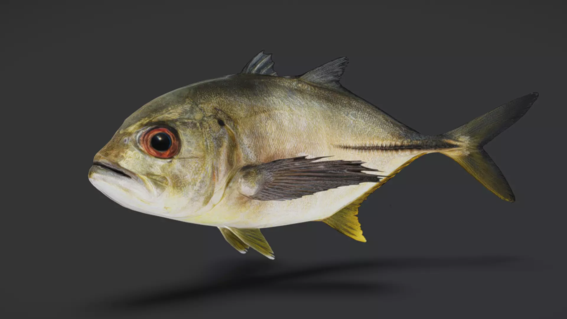 Giant Trevally Fish Animated 3D model_11