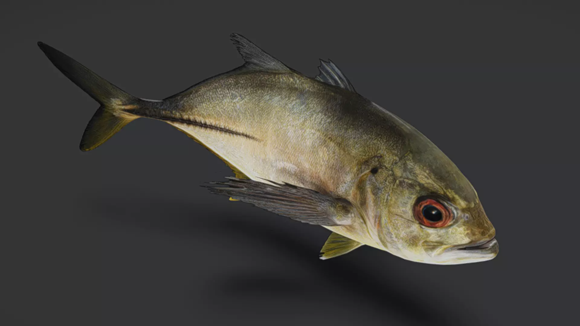 Giant Trevally Fish Animated 3D model_3
