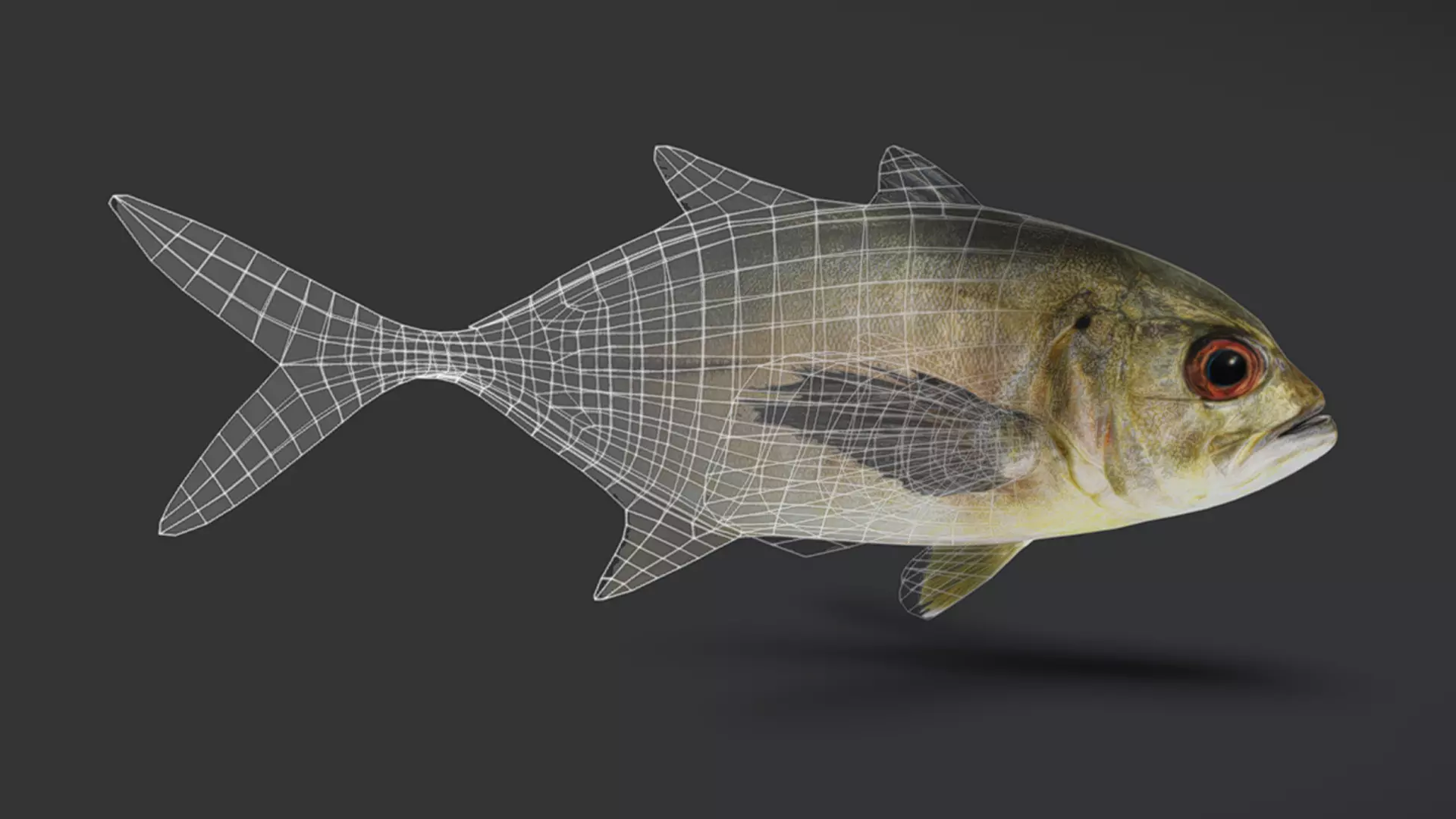 Giant Trevally Fish Animated 3D model_8