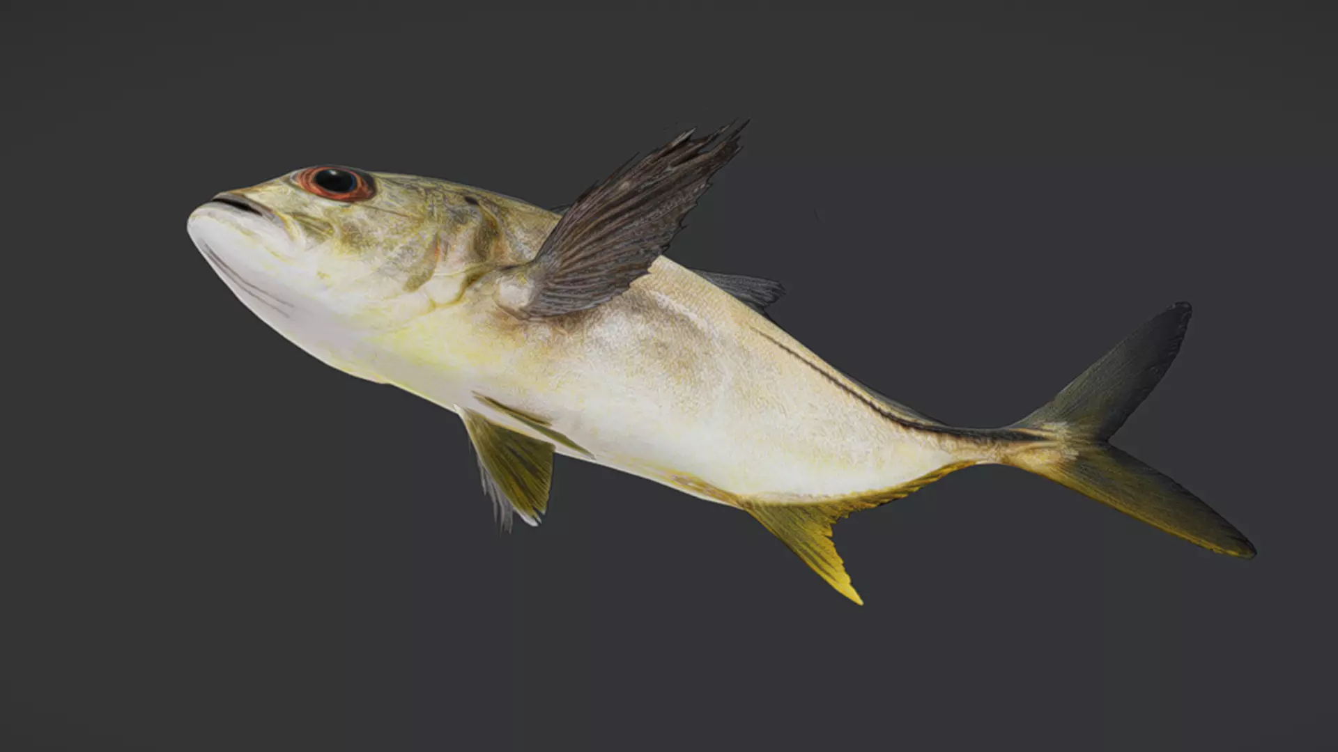 Giant Trevally Fish Animated 3D model_10