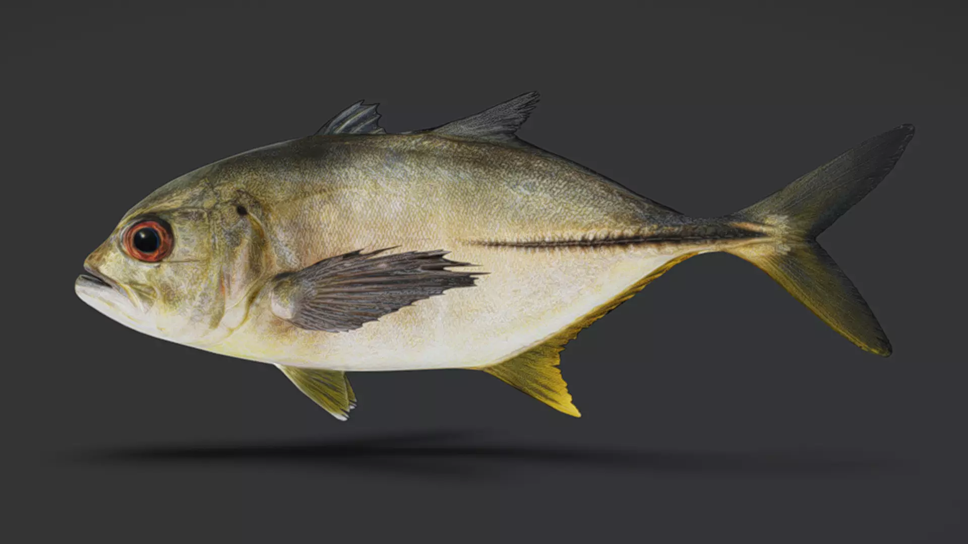 Giant Trevally Fish Animated 3D model_2