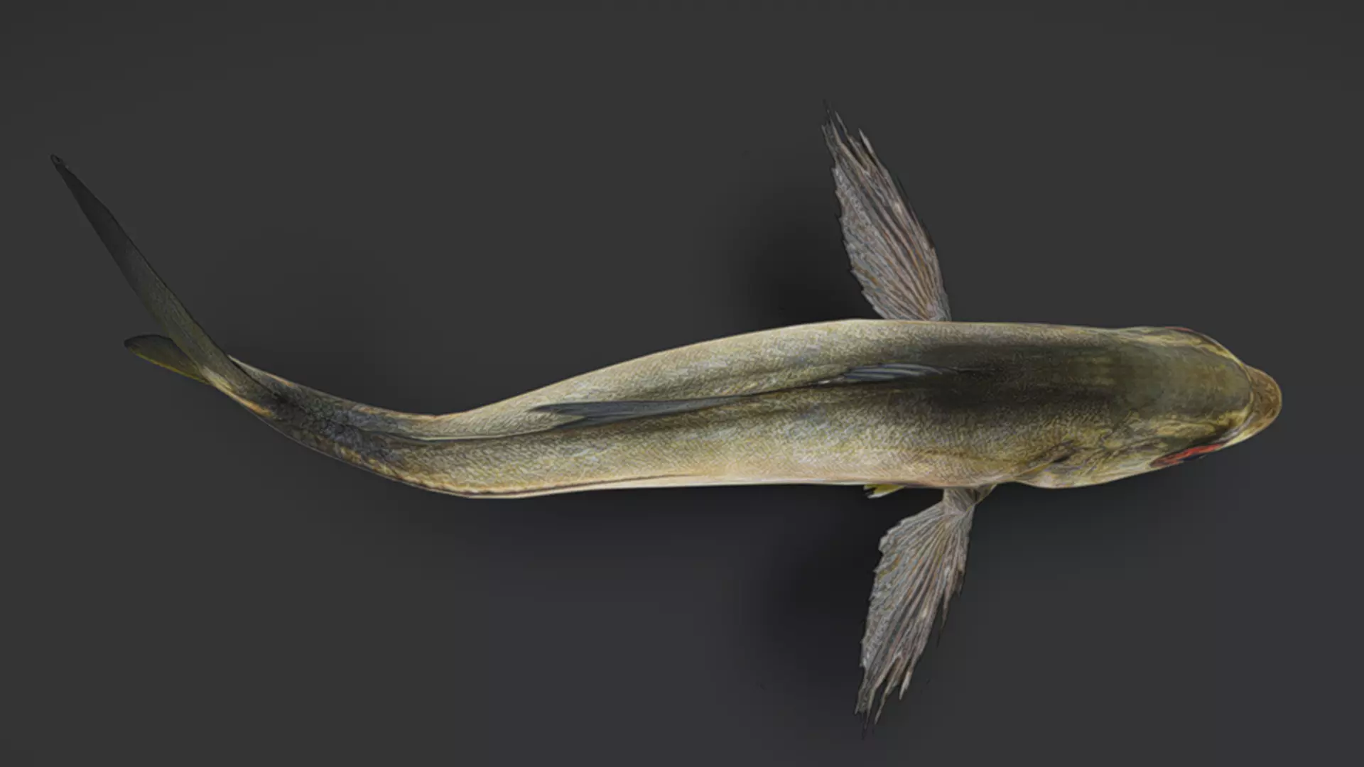 Giant Trevally Fish Animated 3D model_4