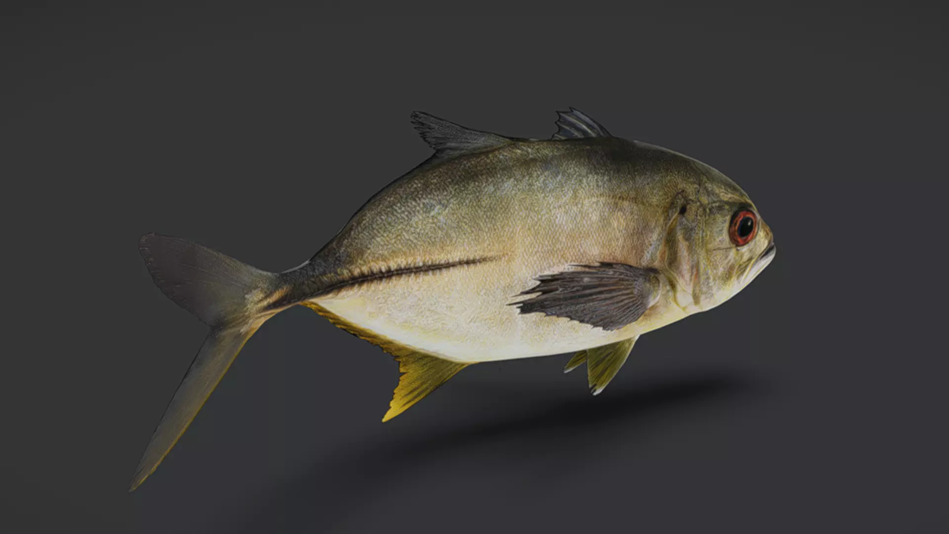 Giant Trevally Fish Animated 3D model_9