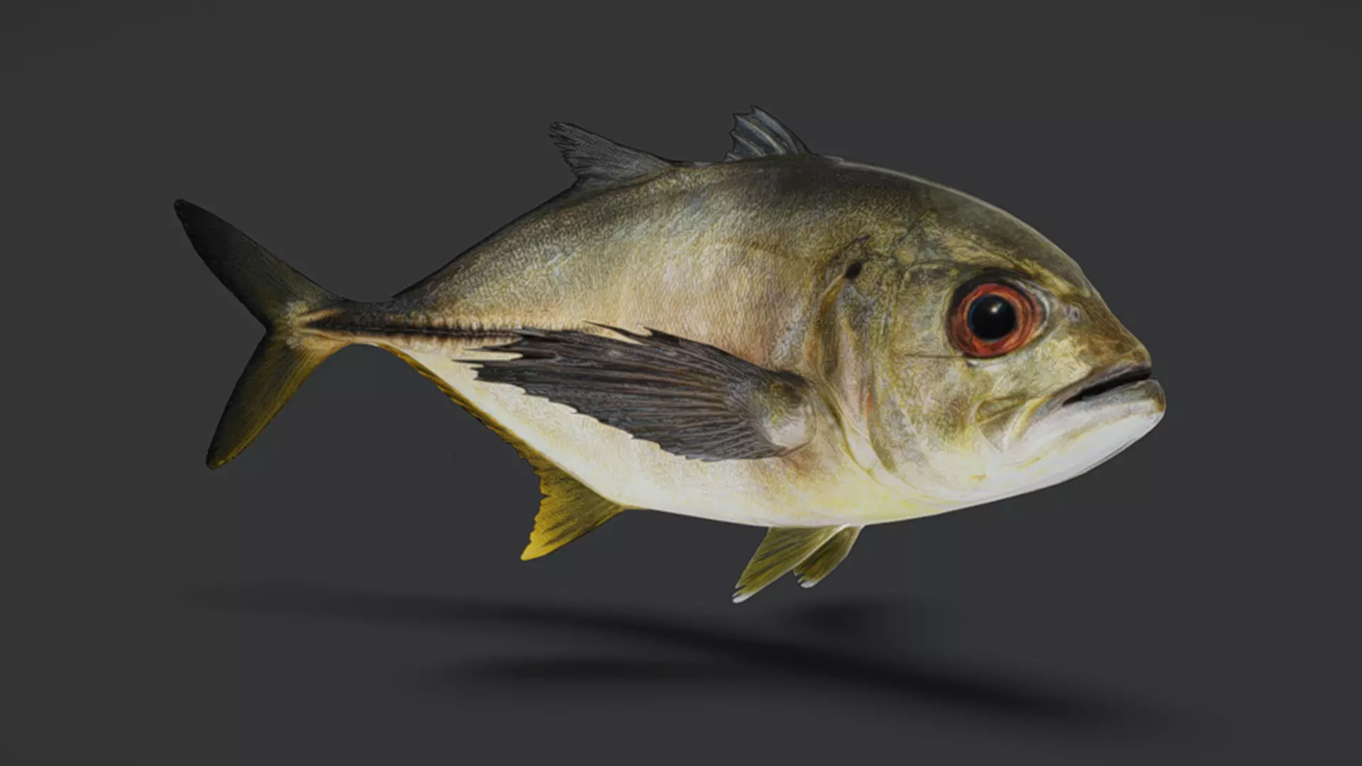 Giant Trevally Fish Animated 3D model_6