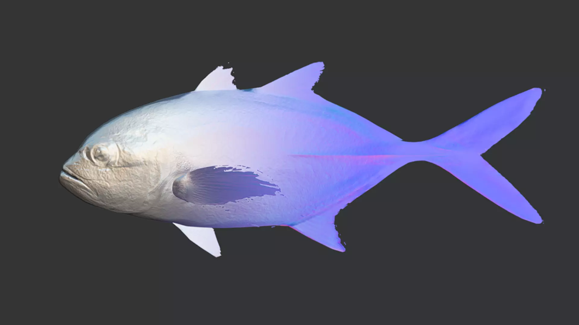 Giant Trevally Fish Animated 3D model_7