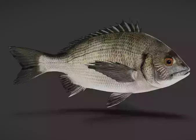 Seabream Animated