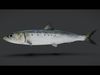 Realistic Sardine Animated 3D model_1