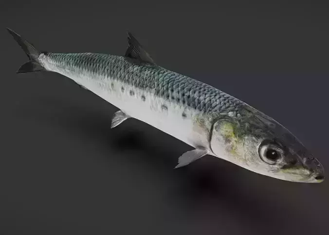 Realistic Sardine Animated 3D model