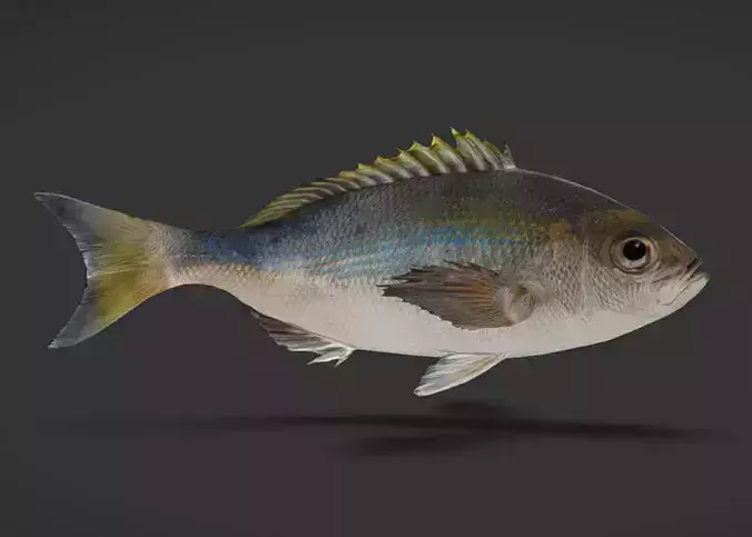 Realistic Snapper Animated 3D model