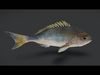 Realistic Snapper Animated 3D model_1