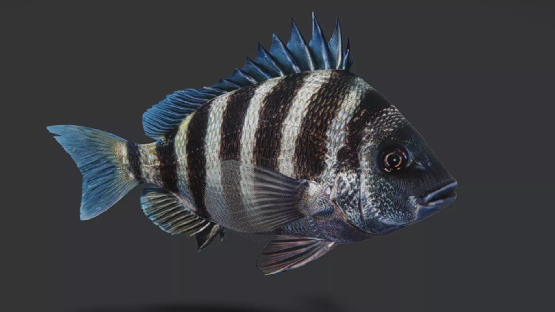Sheepshead fish Animated 3D model_10