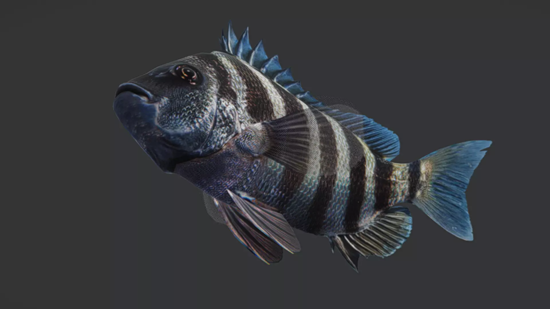 Sheepshead fish Animated 3D model_4