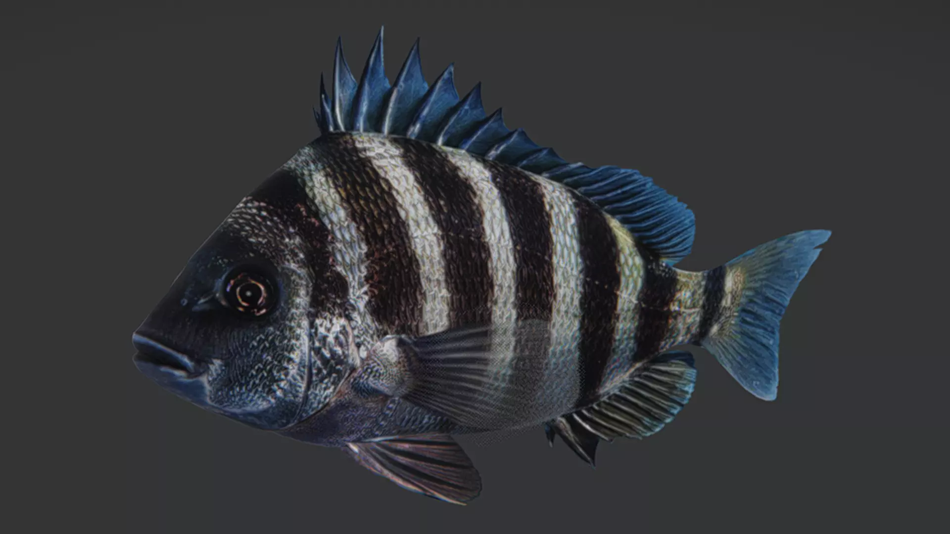 Sheepshead fish Animated 3D model_7