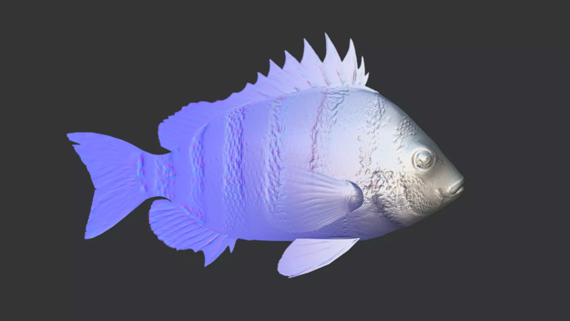 Sheepshead fish Animated 3D model_6