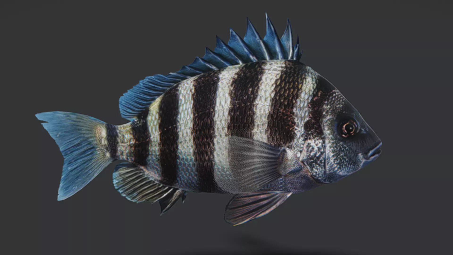 Sheepshead fish Animated 3D model_3