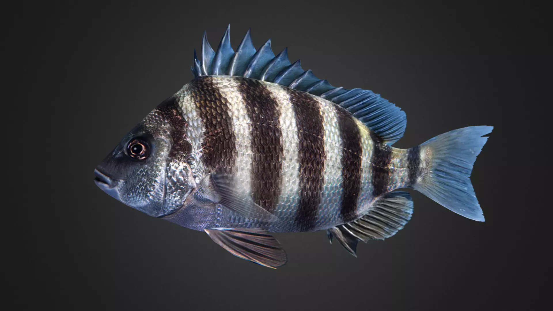 Sheepshead fish Animated 3D model_12