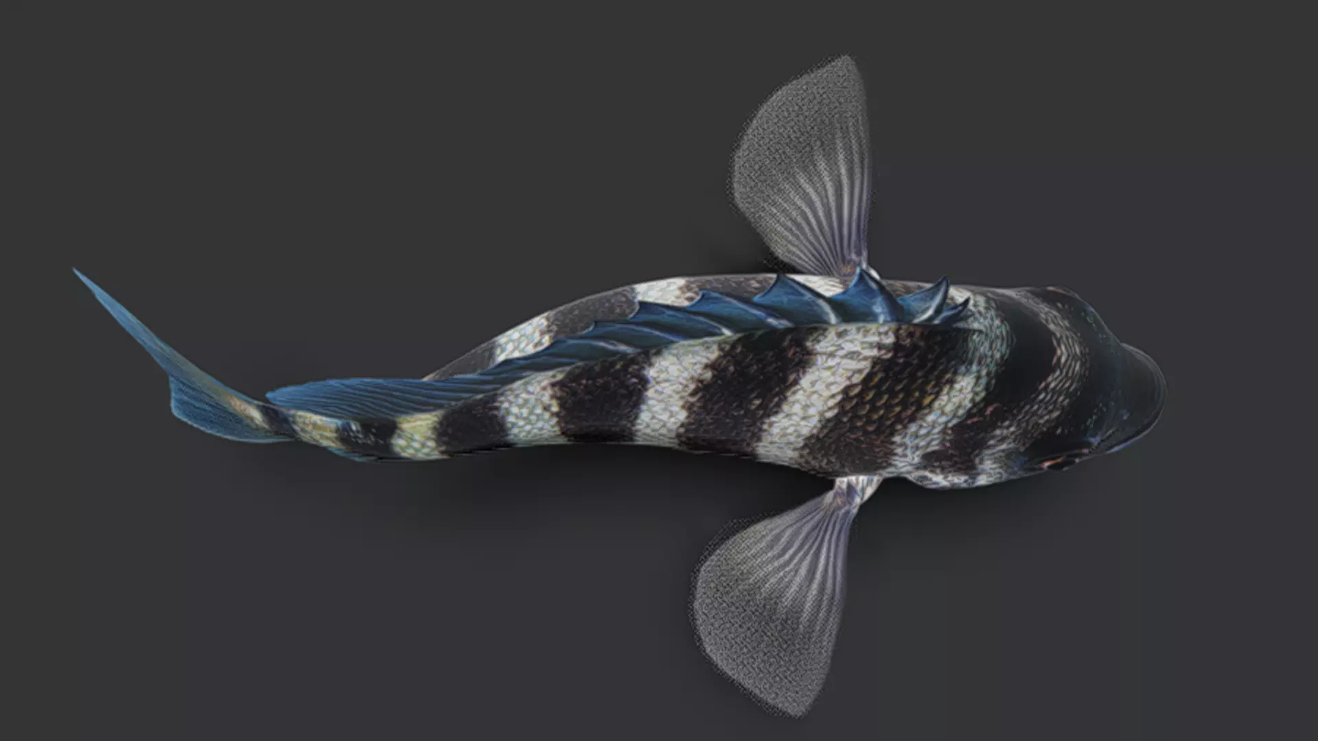 Sheepshead fish Animated 3D model_2