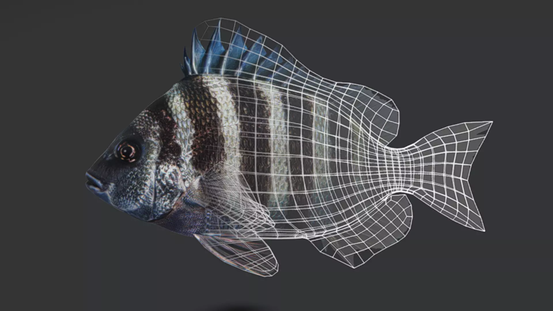 Sheepshead fish Animated 3D model_5