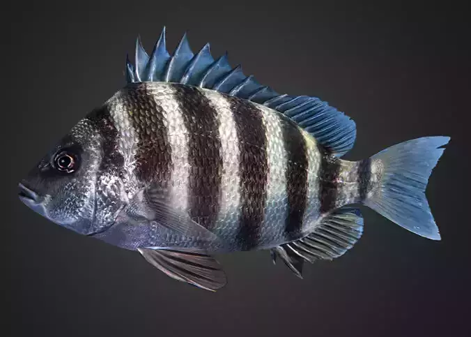 Sheepshead fish Animated 3D model