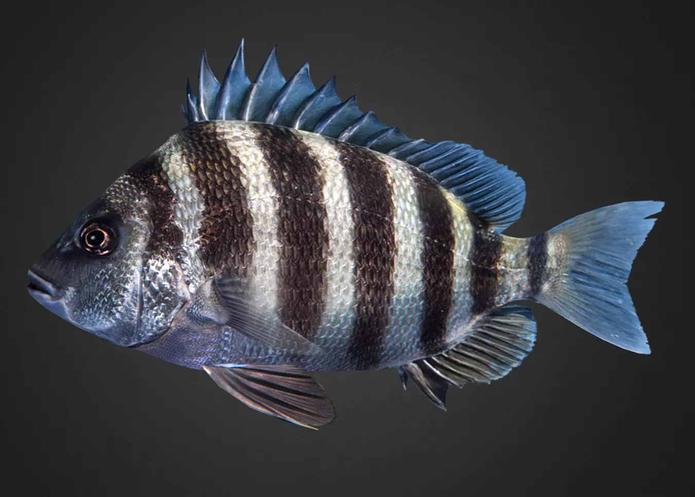 Sheepshead fish Animated 3D model_0