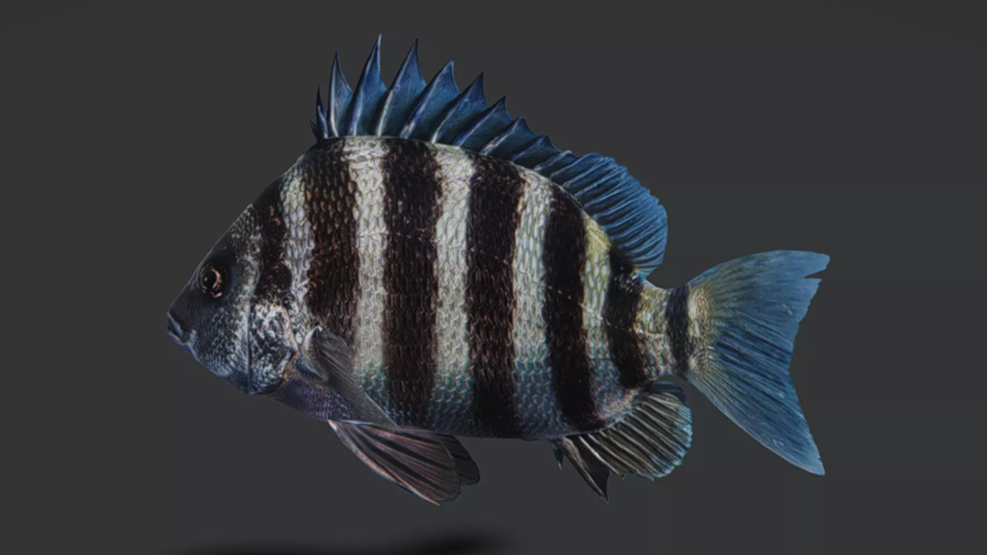 Sheepshead fish Animated 3D model_11