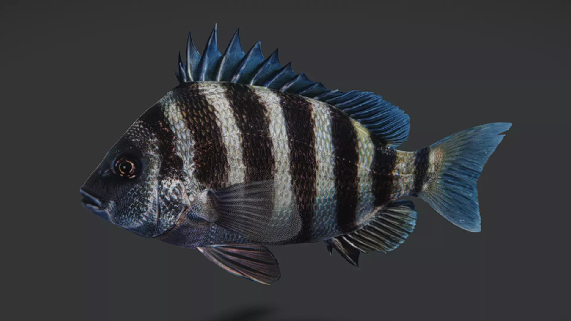 Sheepshead fish Animated 3D model_8