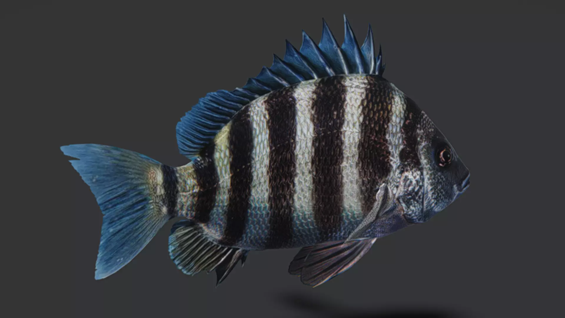 Sheepshead fish Animated 3D model_9