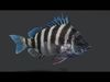 Sheepshead fish Animated 3D model_1