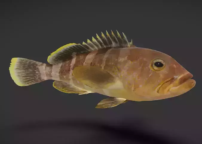 Realistic Yellow Grouper Animated 3D model