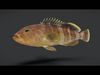 Realistic Yellow Grouper Animated 3D model_1