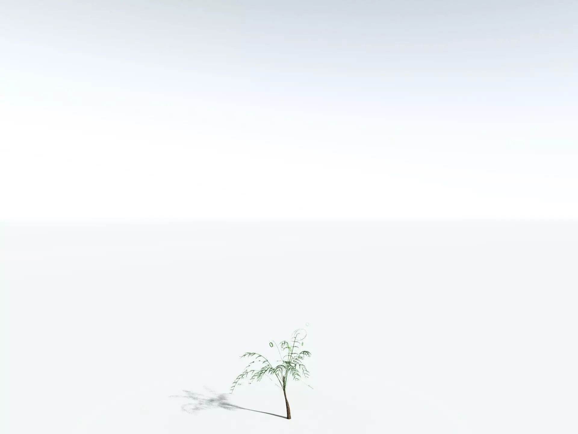 EVERYPlant Psaronius Simples 3D model_26