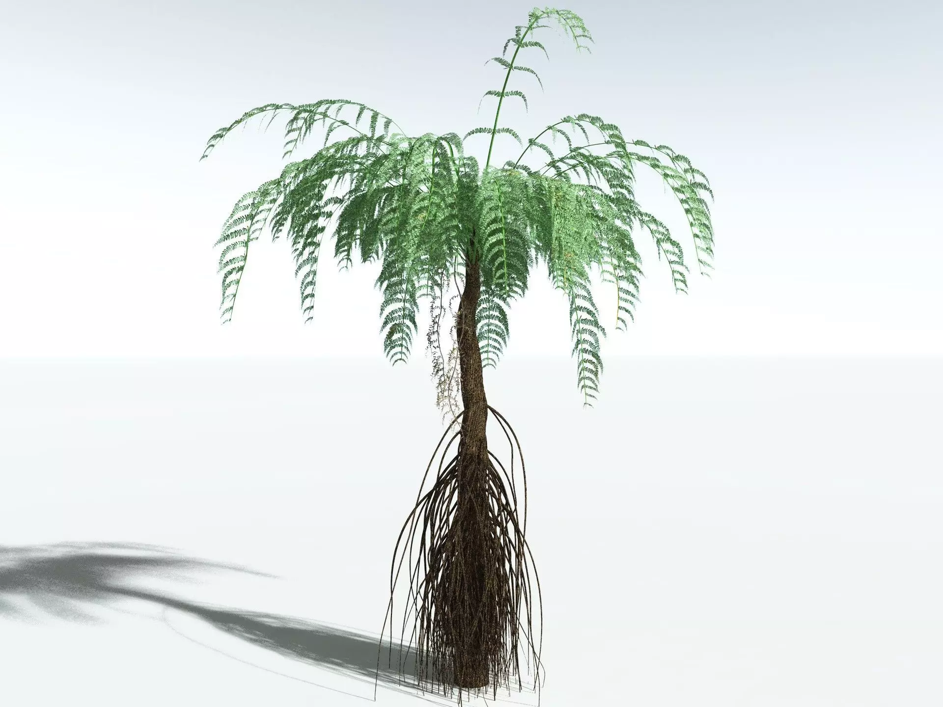 EVERYPlant Psaronius Simples 3D model_6