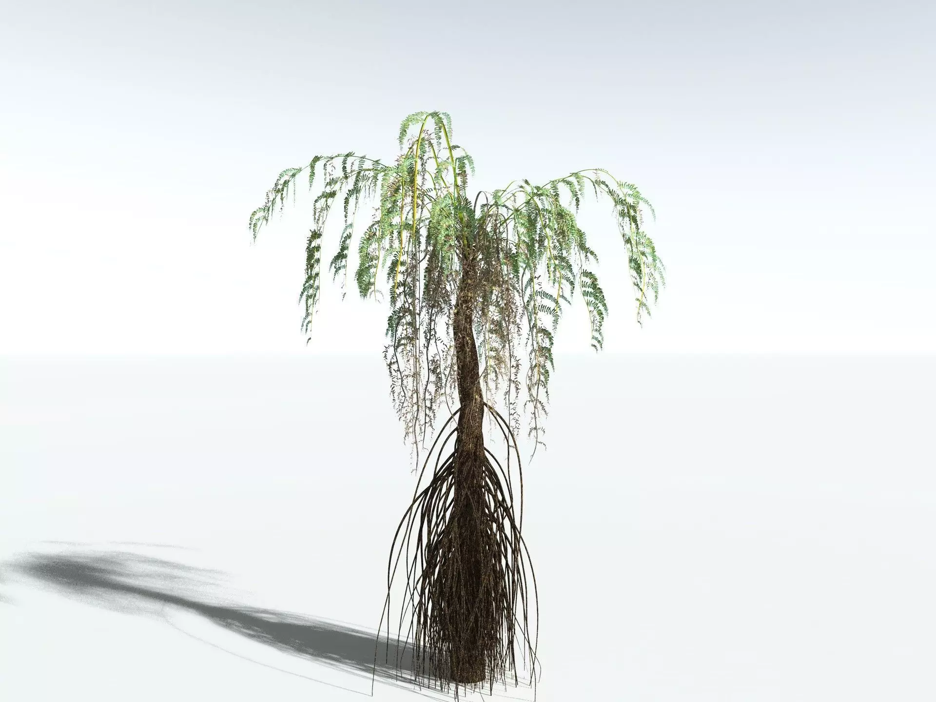 EVERYPlant Psaronius Simples 3D model_16