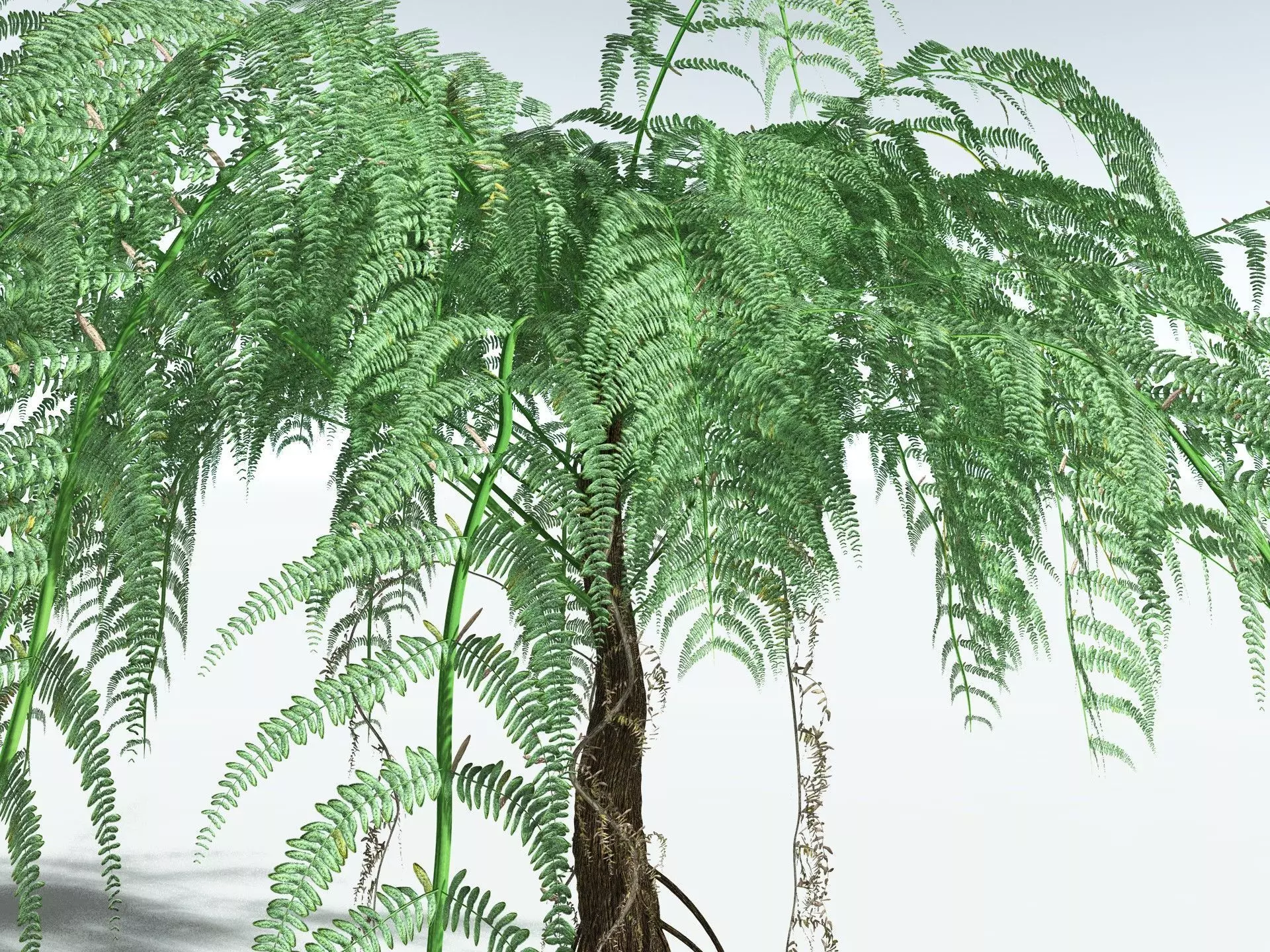EVERYPlant Psaronius Simples 3D model_23