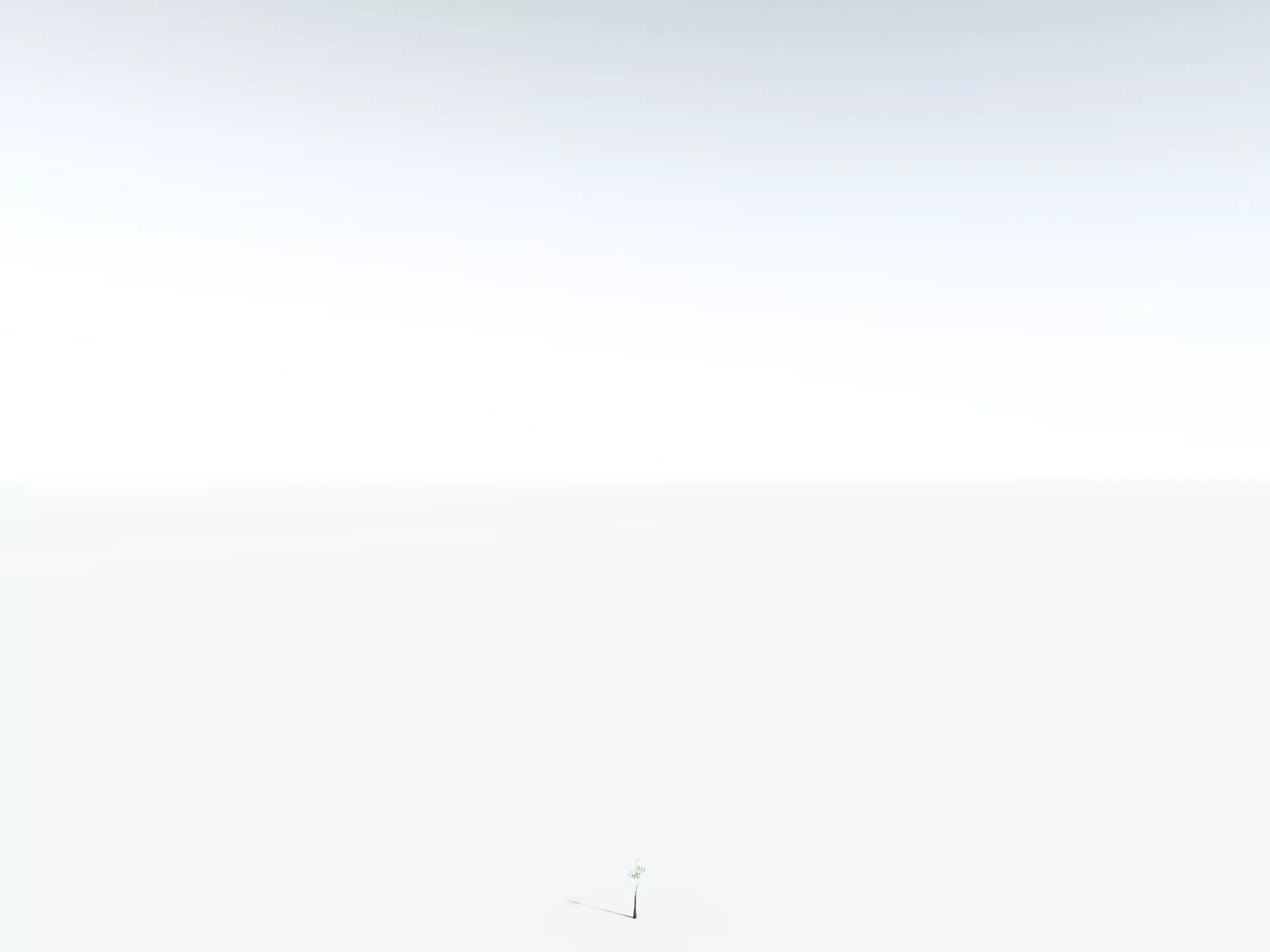 EVERYPlant Psaronius Simples 3D model_28