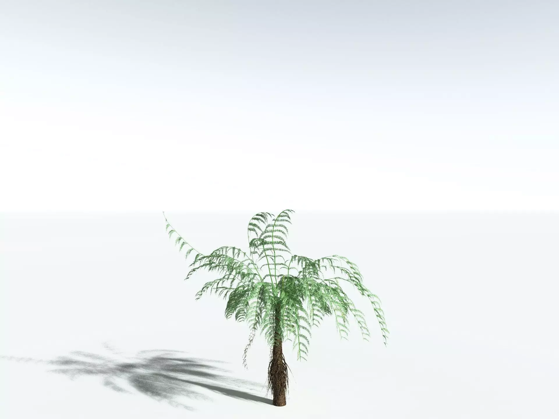 EVERYPlant Psaronius Simples 3D model_24
