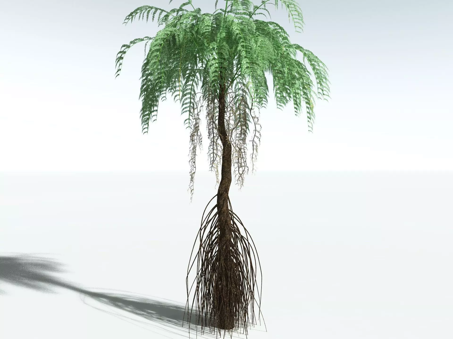 EVERYPlant Psaronius Simples 3D model_20