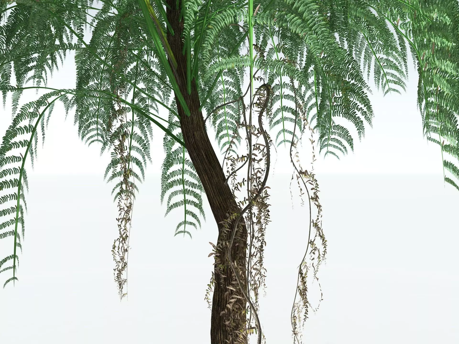 EVERYPlant Psaronius Simples 3D model_9