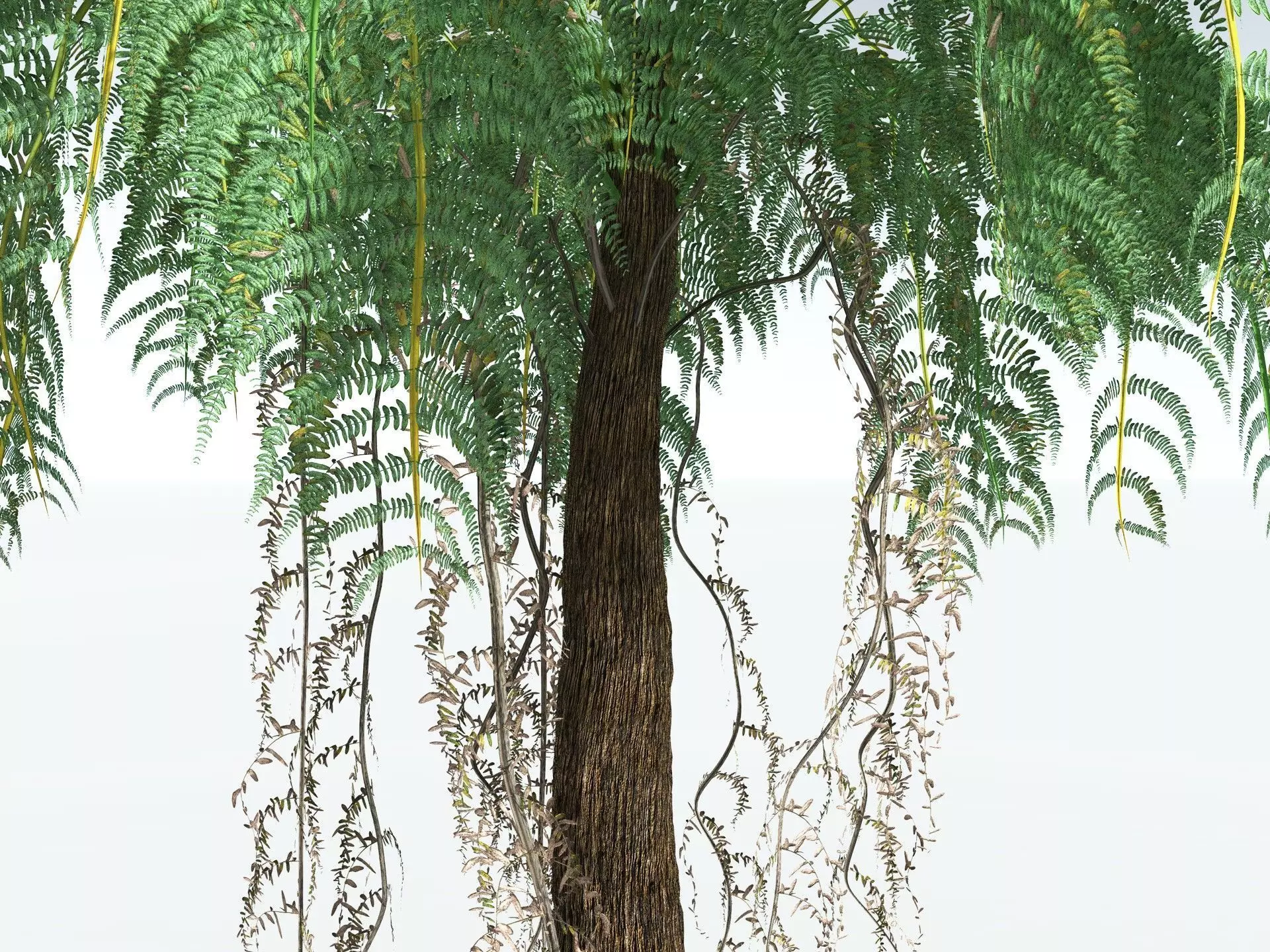 EVERYPlant Psaronius Simples 3D model_13