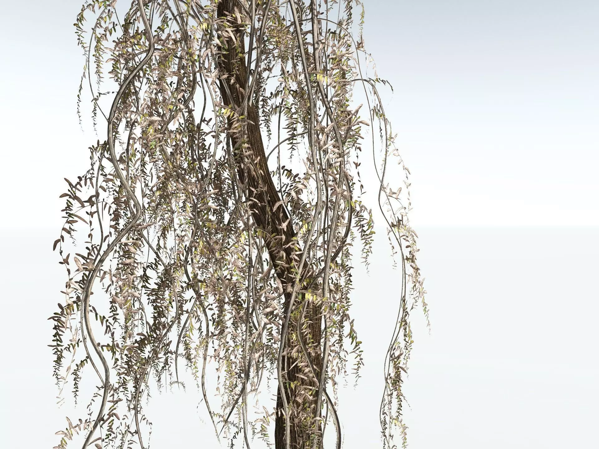 EVERYPlant Psaronius Simples 3D model_19