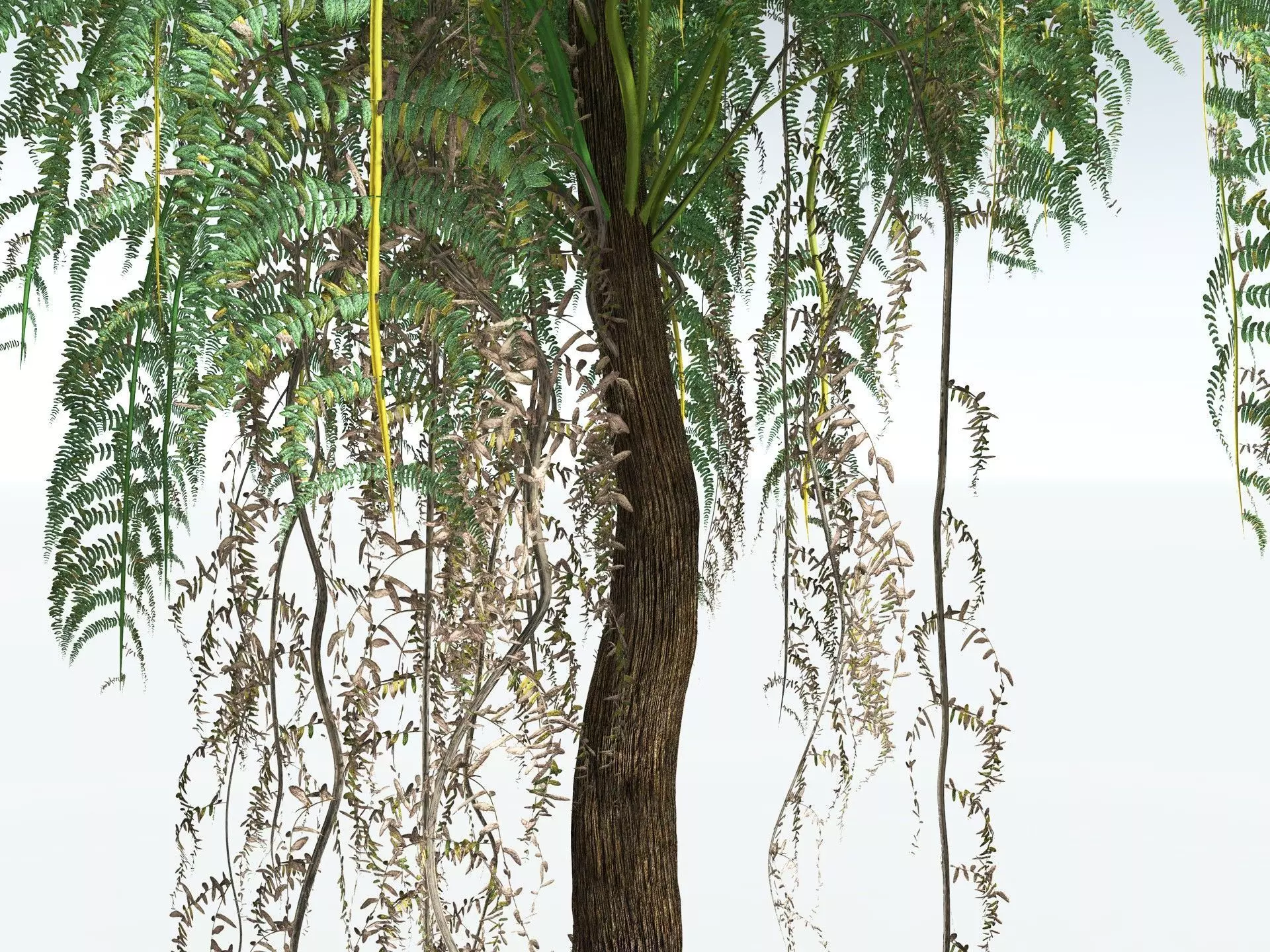 EVERYPlant Psaronius Simples 3D model_15