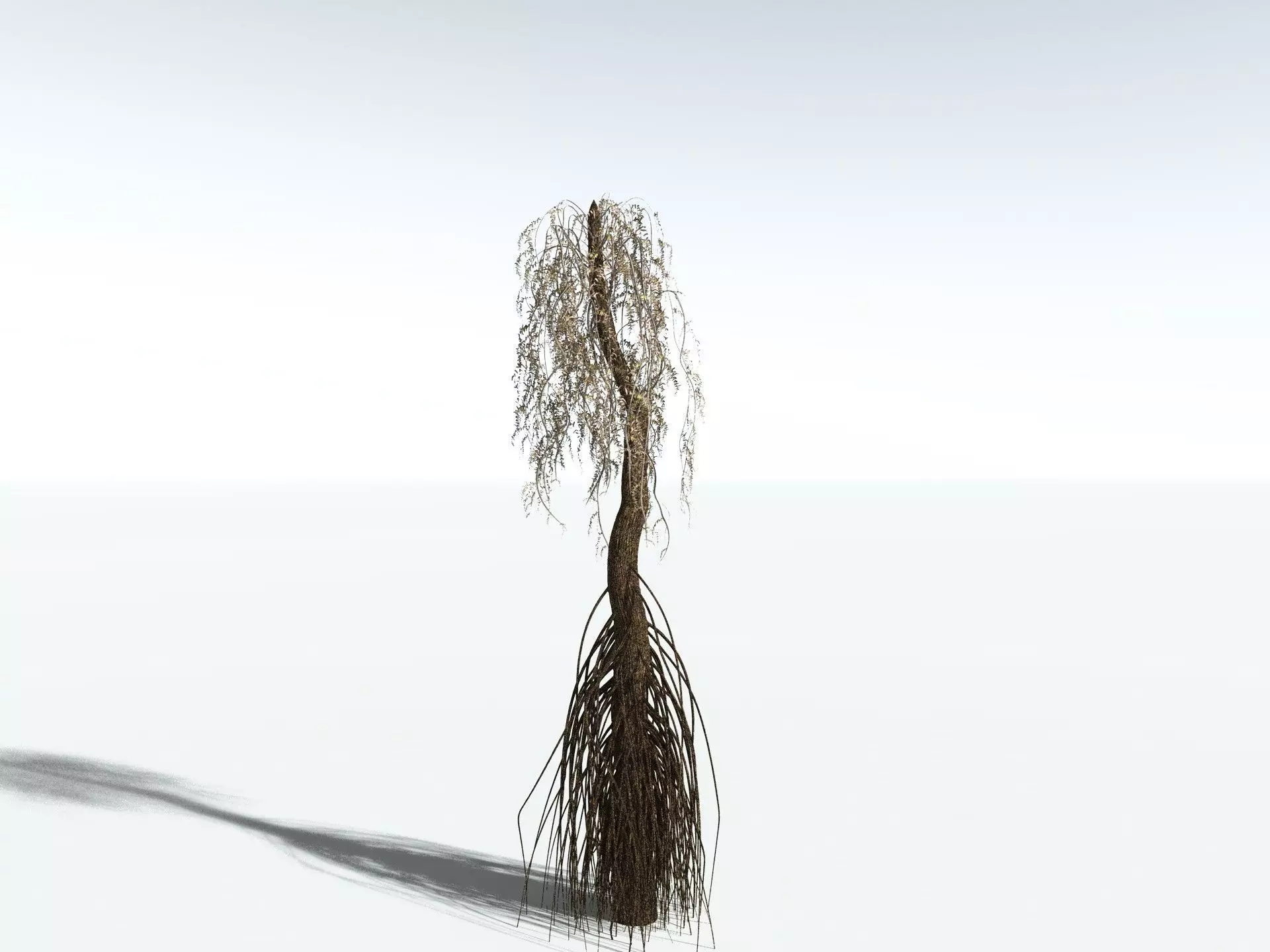 EVERYPlant Psaronius Simples 3D model_18