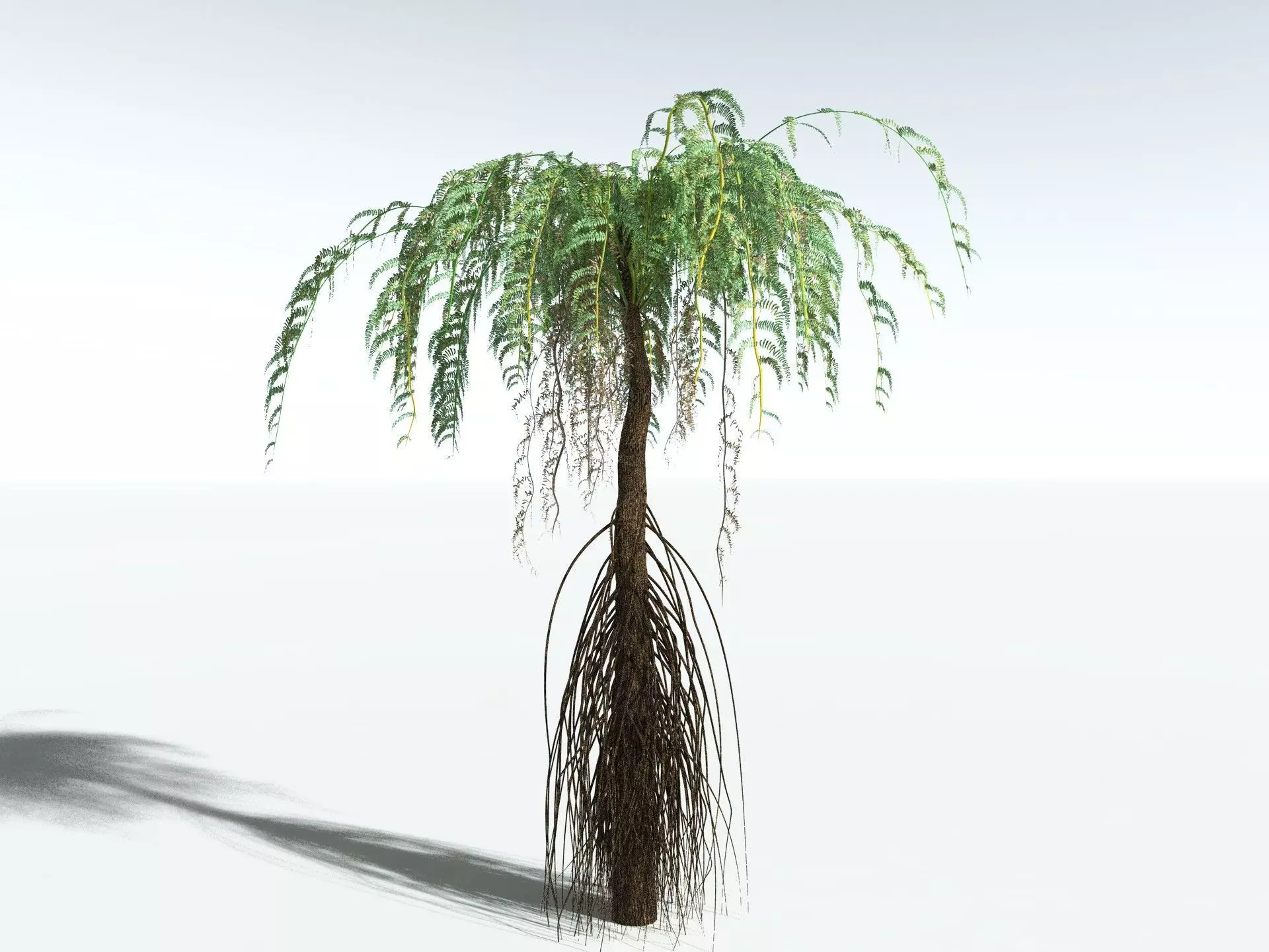 EVERYPlant Psaronius Simples 3D model_14