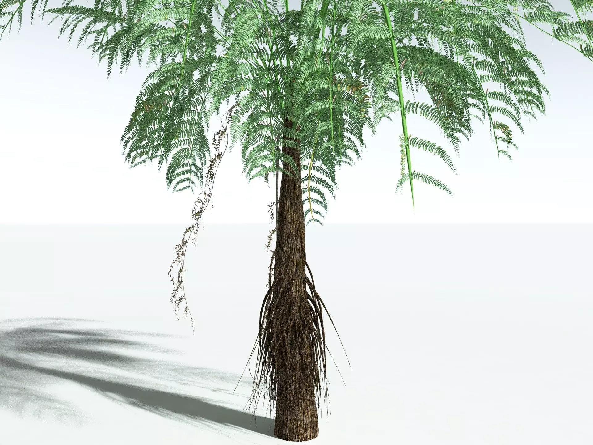 EVERYPlant Psaronius Simples 3D model_25