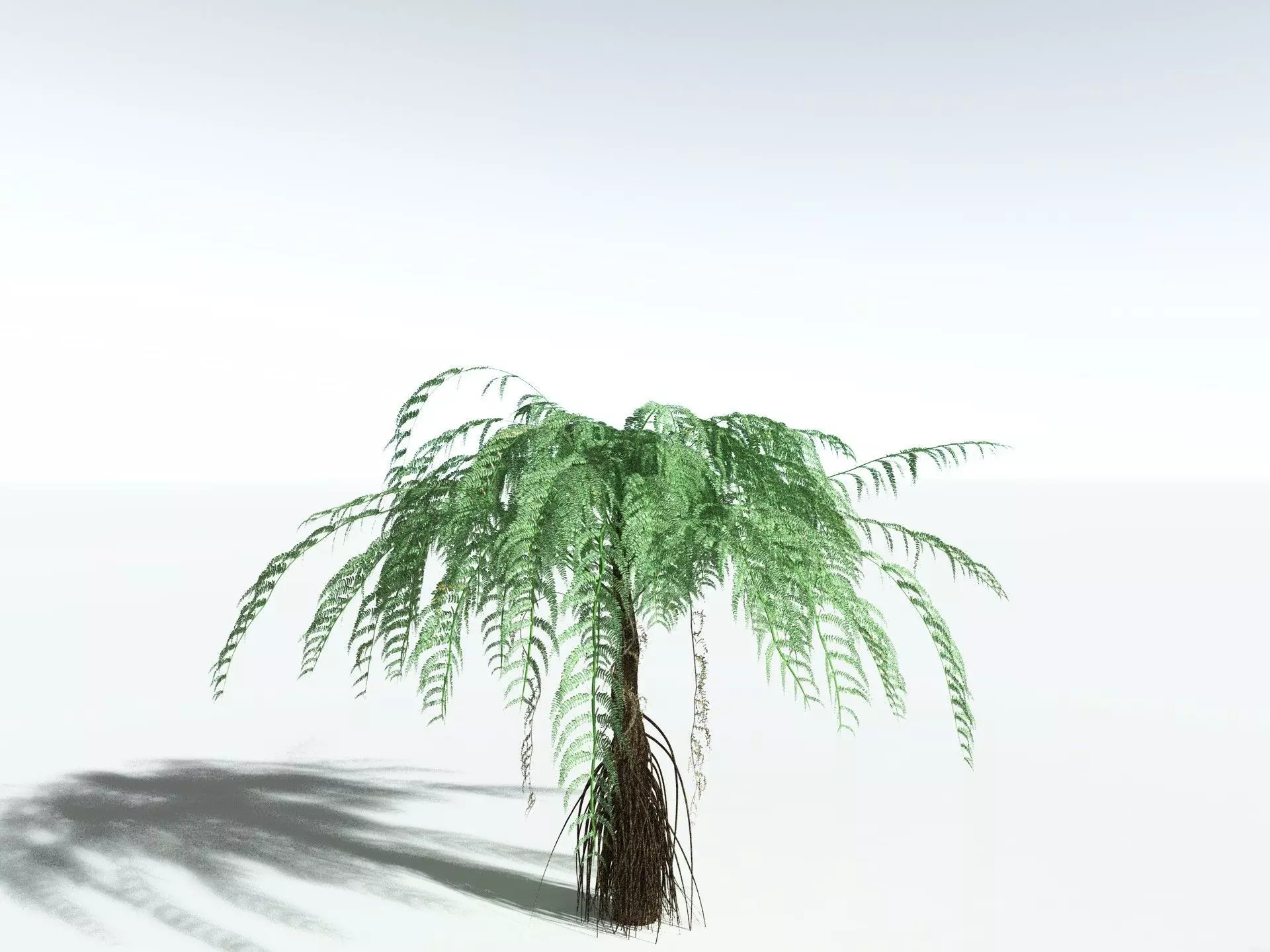 EVERYPlant Psaronius Simples 3D model_22