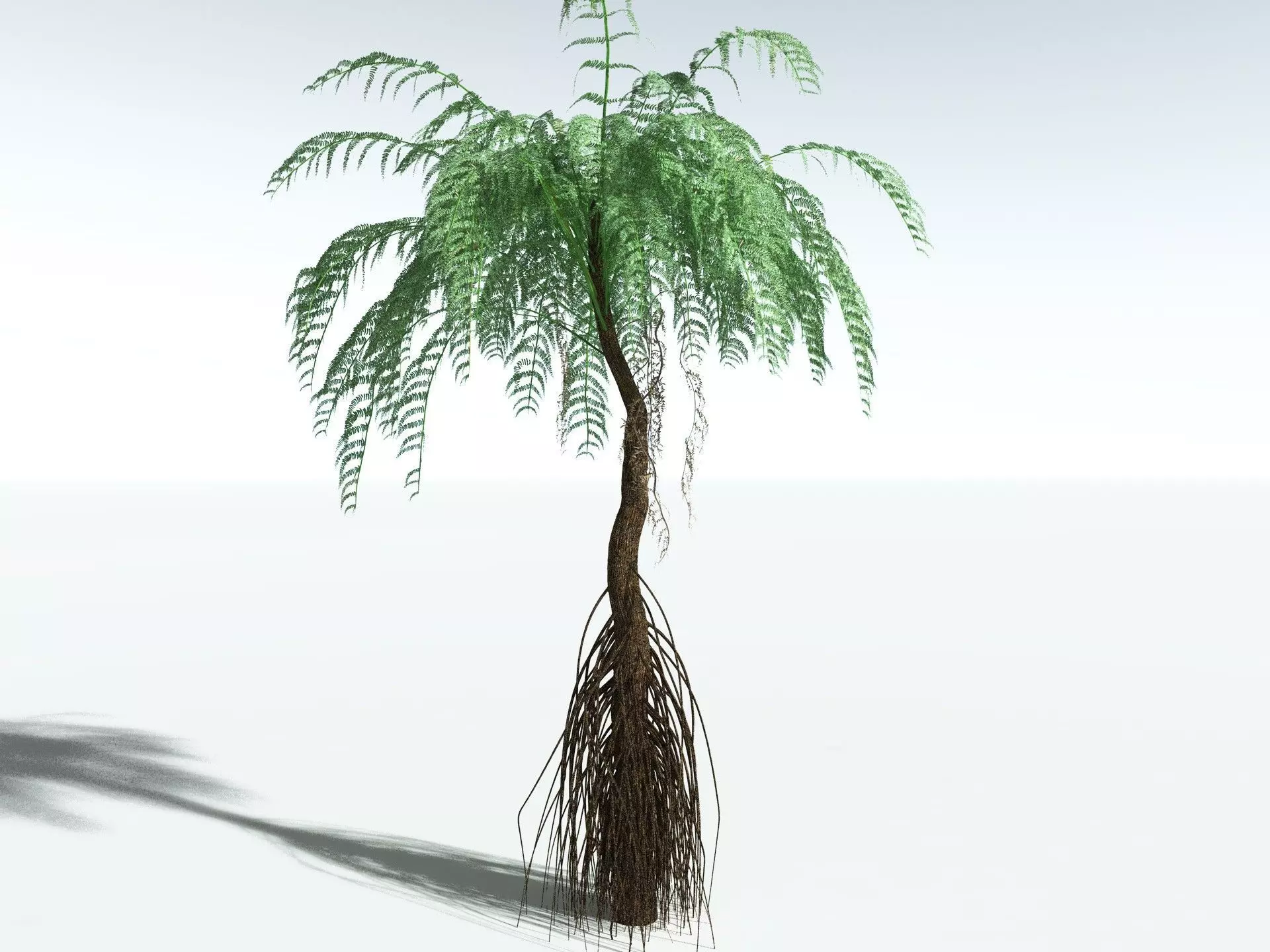 EVERYPlant Psaronius Simples 3D model_8