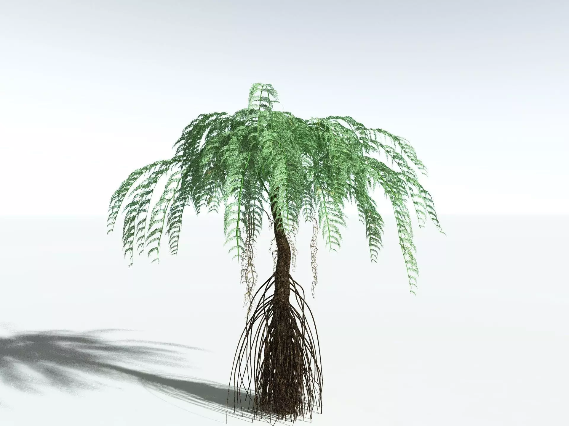 EVERYPlant Psaronius Simples 3D model_0